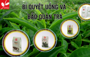 uống và bảo quản trà